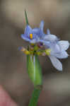 Prairie blue-eyed grass